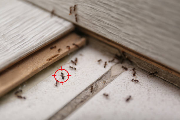 Best Flea Control Services  in Deans, NJ