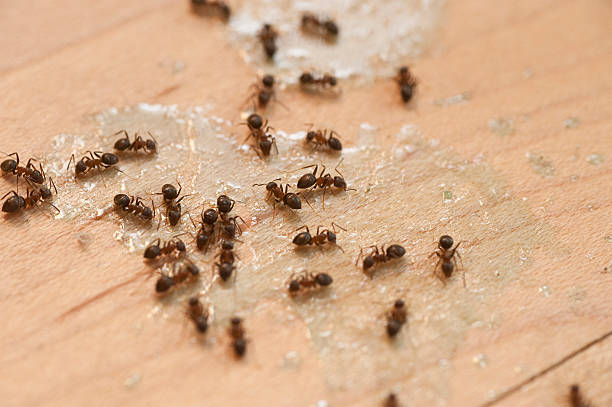 Best Pest Control Near Me  in Deans, NJ